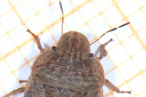 Sciocoris homalonotus